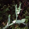 Lathyrus sylvestris